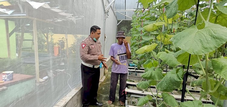 Upaya Masif Ketahanan Pangan, Tanaman Melon Hidroponik di Gempol Klutuk Berkembang Pesat